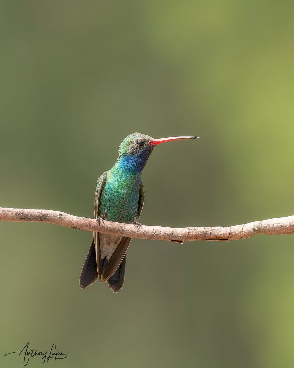 anthonylujan's tweet photo. Broad-billed Hummingbird
Cynanthus latirostris
Arizona July 2022
Sony A1 - Sony 600mm
#ALhummingbirdperched
#BroadbilledHummingbird #hummingbird #colibrí #beijaflor #Trochilidae #hummingbirds #nuts_about_birds #earthcapture #nature #natgeoyourshot #naturephotography #sonya1 #... https://t.co/MQvZl9EIcV
