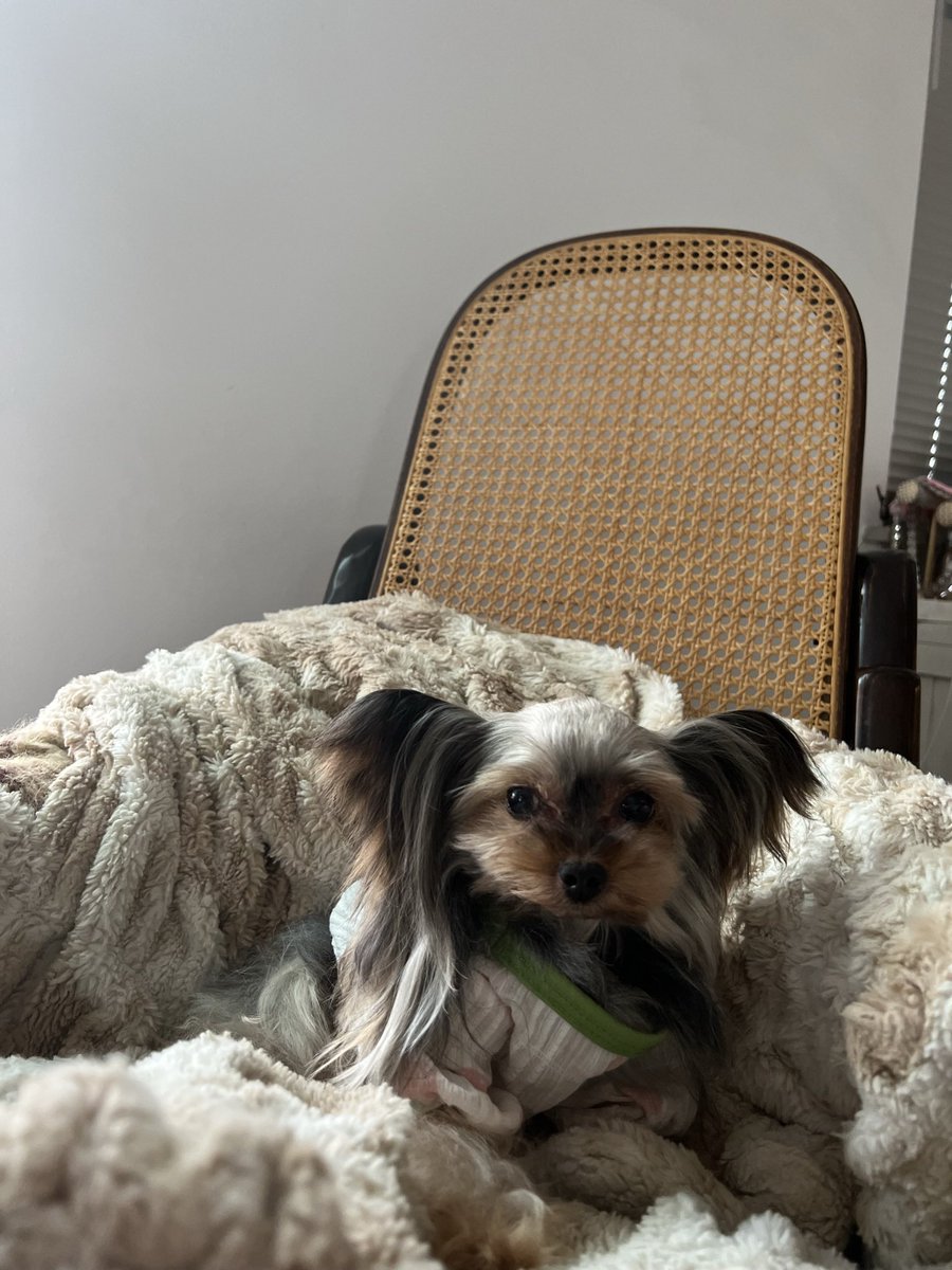 tanneradell's tweet photo. My Lola 🐶 got her wings❤️‍🩹
She passed suddenly yesterday afternoon. I’m crushed. She was turning 12 this year but there was never any hint to her being senior. She was my best friend, I am devastated. Can’t stop crying. She is my Angel now but she always was. Pure grief. https://t.co/mMVAhdtrVn