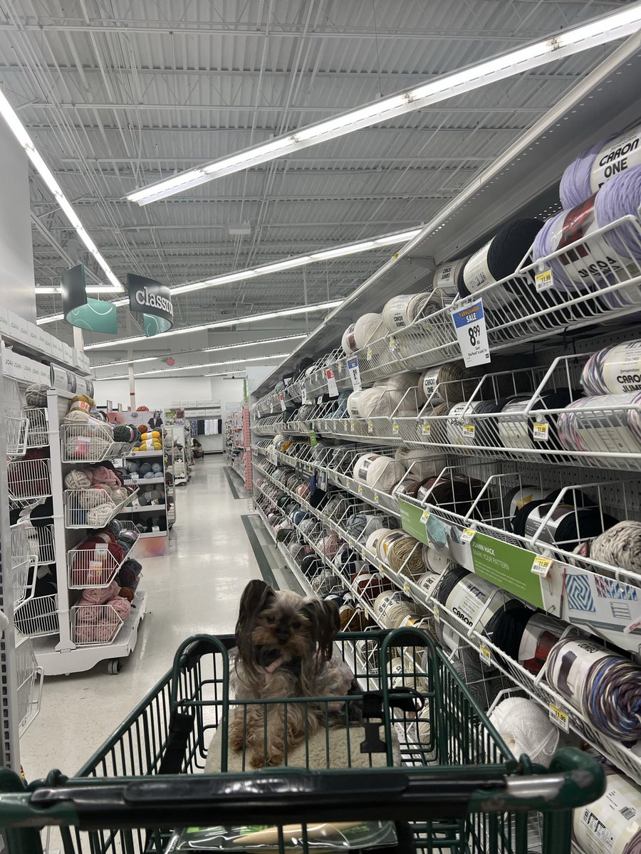 tanneradell's tweet photo. My Lola 🐶 got her wings❤️‍🩹
She passed suddenly yesterday afternoon. I’m crushed. She was turning 12 this year but there was never any hint to her being senior. She was my best friend, I am devastated. Can’t stop crying. She is my Angel now but she always was. Pure grief. https://t.co/mMVAhdtrVn