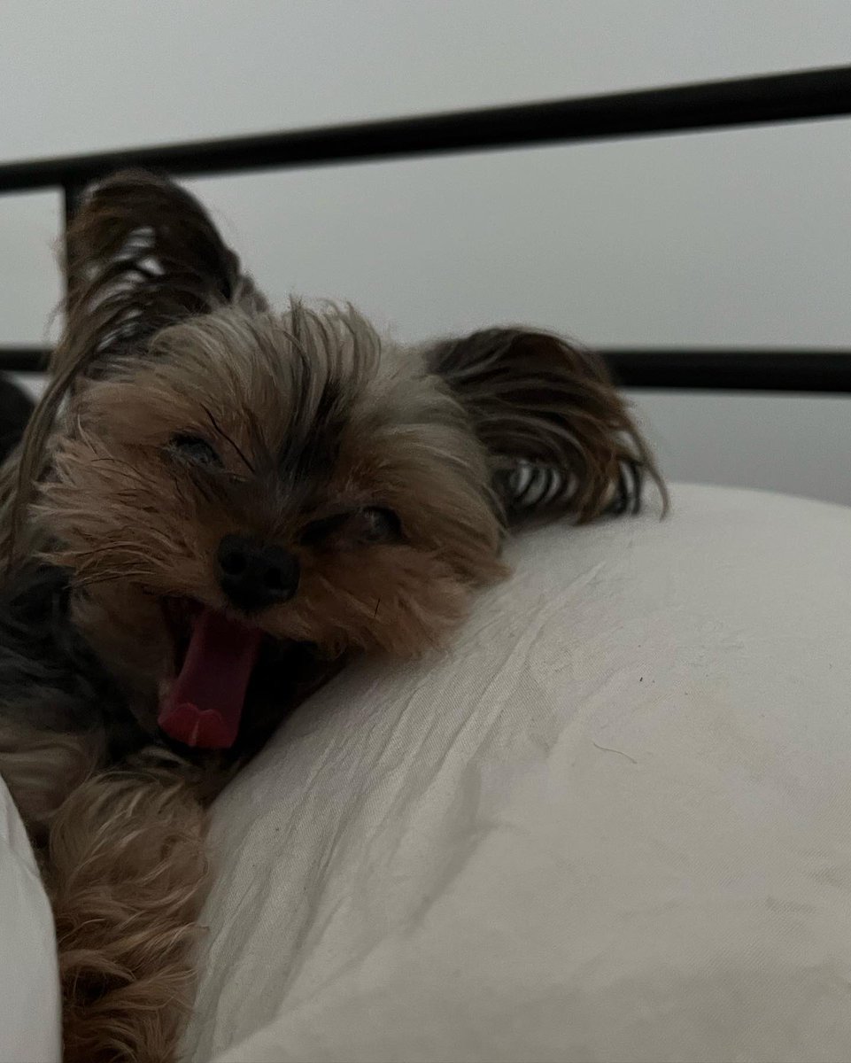 tanneradell's tweet photo. My Lola 🐶 got her wings❤️‍🩹
She passed suddenly yesterday afternoon. I’m crushed. She was turning 12 this year but there was never any hint to her being senior. She was my best friend, I am devastated. Can’t stop crying. She is my Angel now but she always was. Pure grief. https://t.co/mMVAhdtrVn