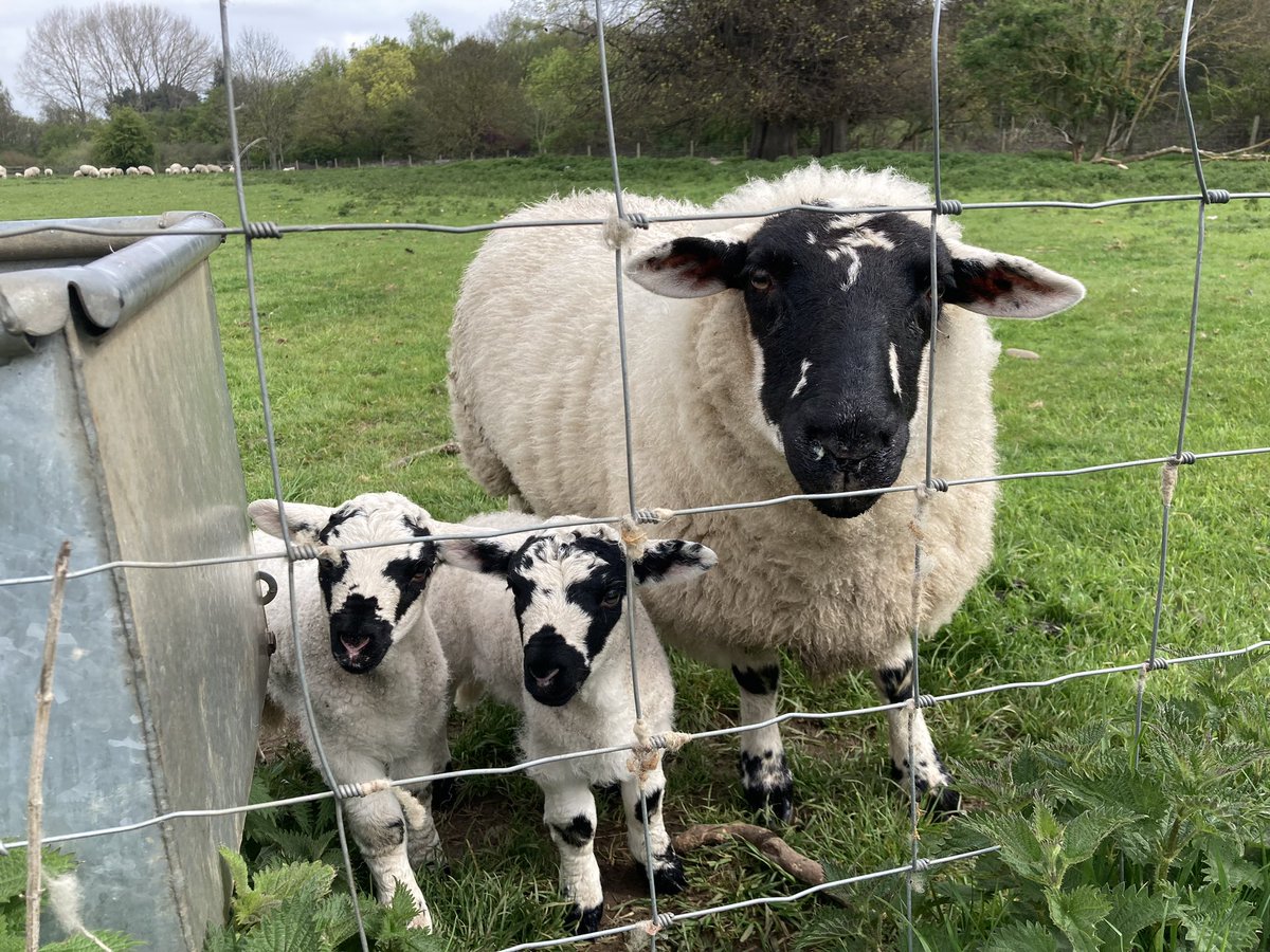 After a lovely, healthy and active week of annual leave topped it off with a run and these cute little guys!