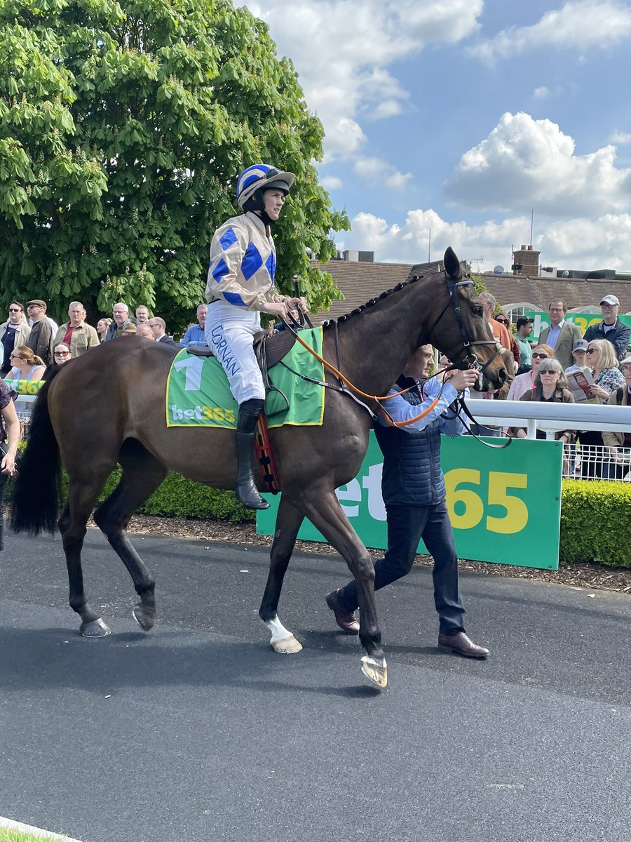 RacingTV's tweet photo. No joy for Rachael Blackmore at Punchestown this week but may be Captain Guinness will be worth the wait in the Celebration Chase. He’s a most imposing horse.
@Sandownpark | @bet365 | #jumpfinale https://t.co/bGwrVreyQJ