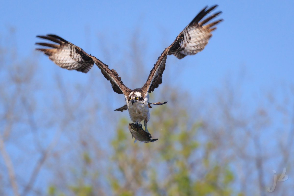 BLVD_DAWG's tweet photo. More Osprey’s at work! #canonfavpic #eosr5 #osprey #TwitterNatureCommunity #birding #BirdsSeenIn2023 #birds #birdphotography #BirdTwitter #BIRDER #wildlifephotography #ThePhotoHour #thingsoutside #birdsofvirginia #birdsofprey https://t.co/vs8OnG4W98