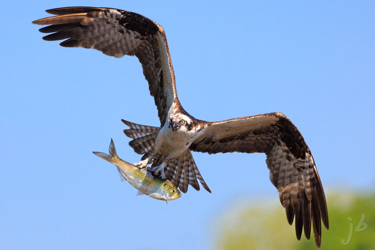BLVD_DAWG's tweet photo. More Osprey’s at work! #canonfavpic #eosr5 #osprey #TwitterNatureCommunity #birding #BirdsSeenIn2023 #birds #birdphotography #BirdTwitter #BIRDER #wildlifephotography #ThePhotoHour #thingsoutside #birdsofvirginia #birdsofprey https://t.co/vs8OnG4W98