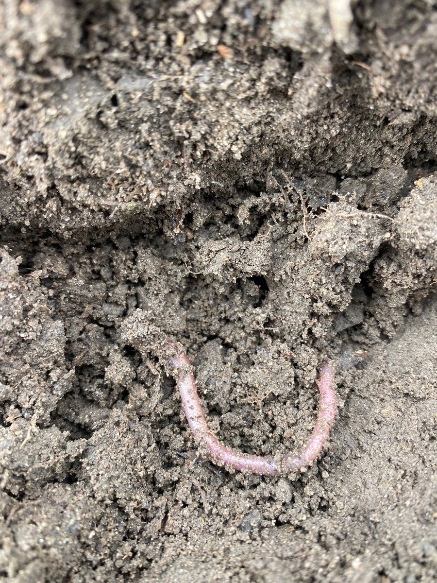 ck_hardin's tweet image. Out checking some Corn this morning.  Looks like the products used are getting it off to a nice start.  @bigyieldscorn @TerryVissing @jldedman