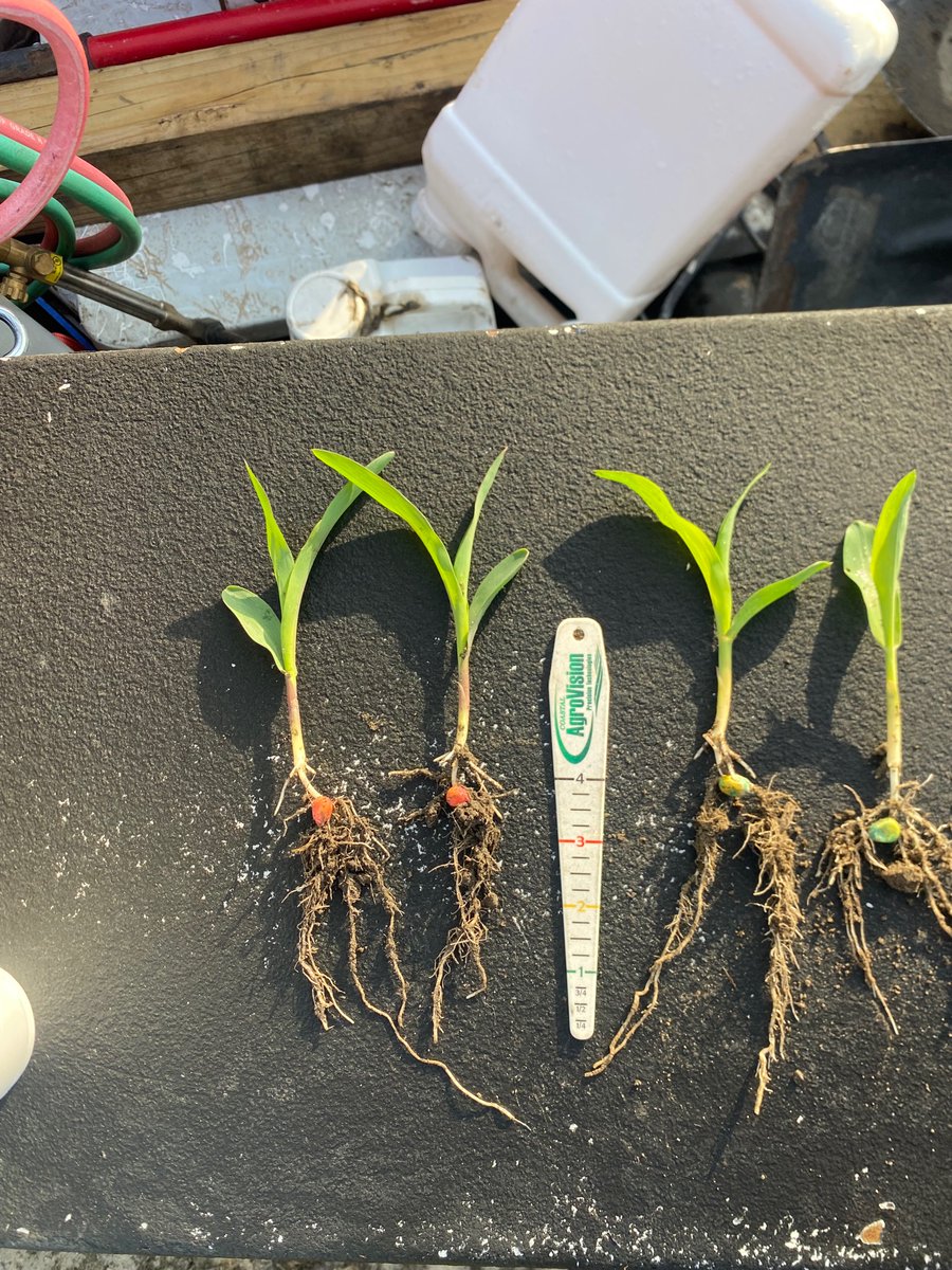 ck_hardin's tweet image. Out checking some Corn this morning.  Looks like the products used are getting it off to a nice start.  @bigyieldscorn @TerryVissing @jldedman