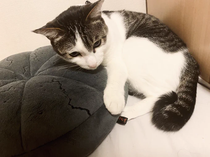 コンパクトにまとまるでかベビー