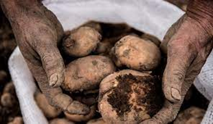 mdoscampesinos's tweet photo. Hoy en FONTIBON apoyamos los cultivadores de papa de #BOYACA Gran #PAPATON
Los esperamos !!! https://t.co/xK3XodyIkq