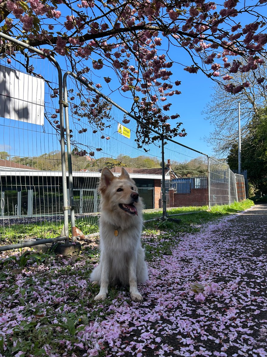 Freya2020@whiteshepherds tweet media
