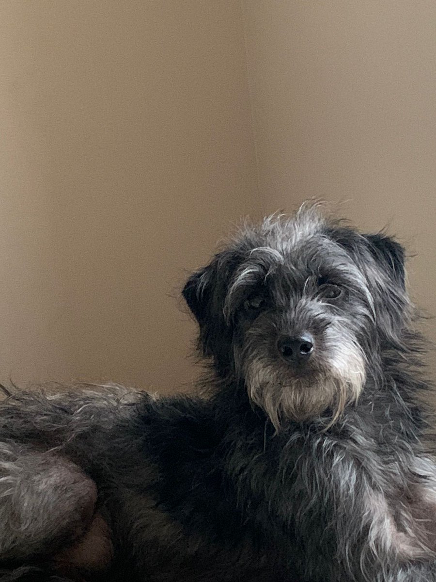 Cachorro de 1 año , no crece mas! Pesa 9 kilos! Fue rescatado  en Viña ayuda a RT para que encuentre un bello hogar contacto +56994484297