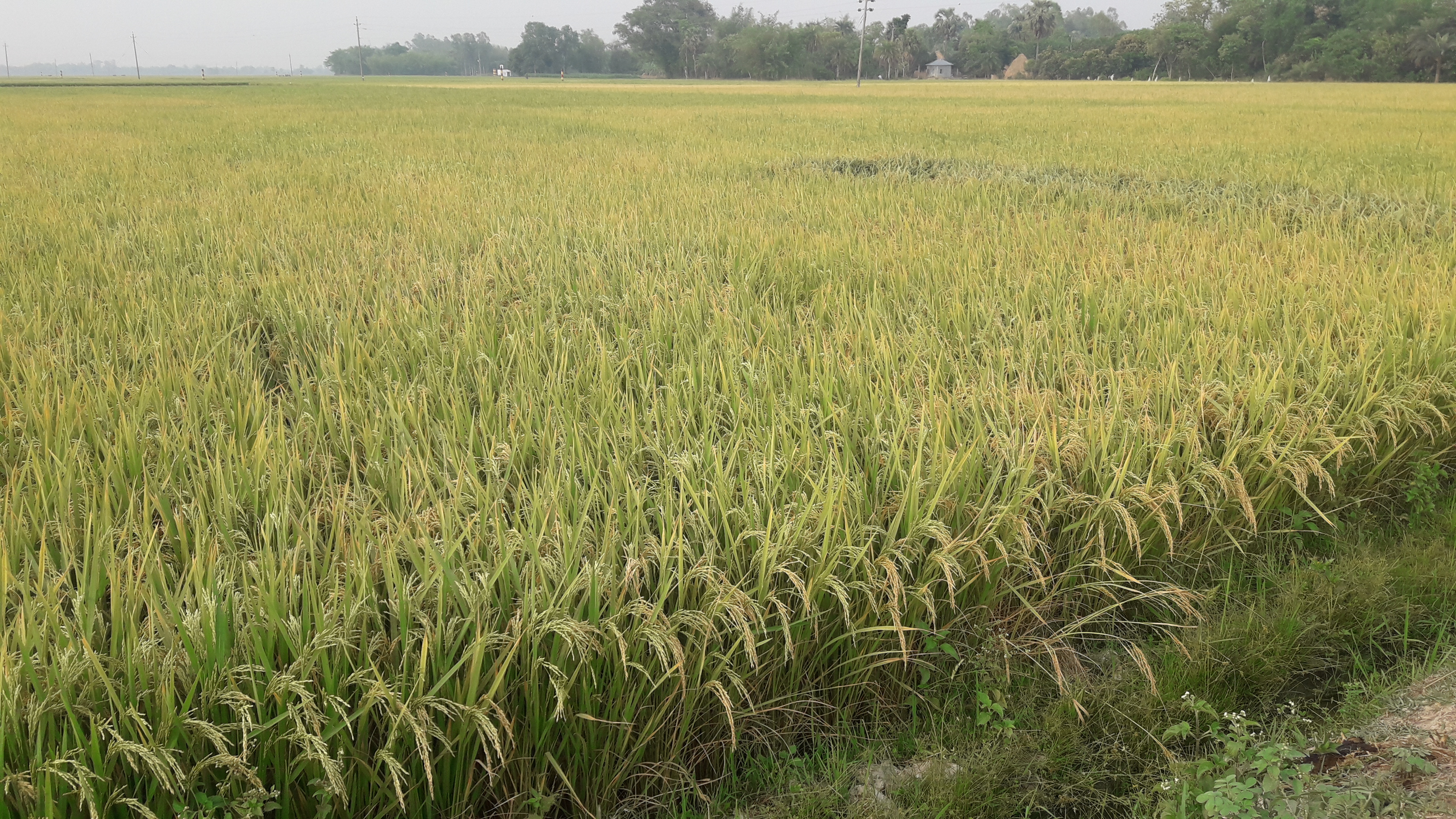 ধামইরহাটের বিস্তর্ণ ফসলের মাঠ এখন হলুদেরর সমারোহ