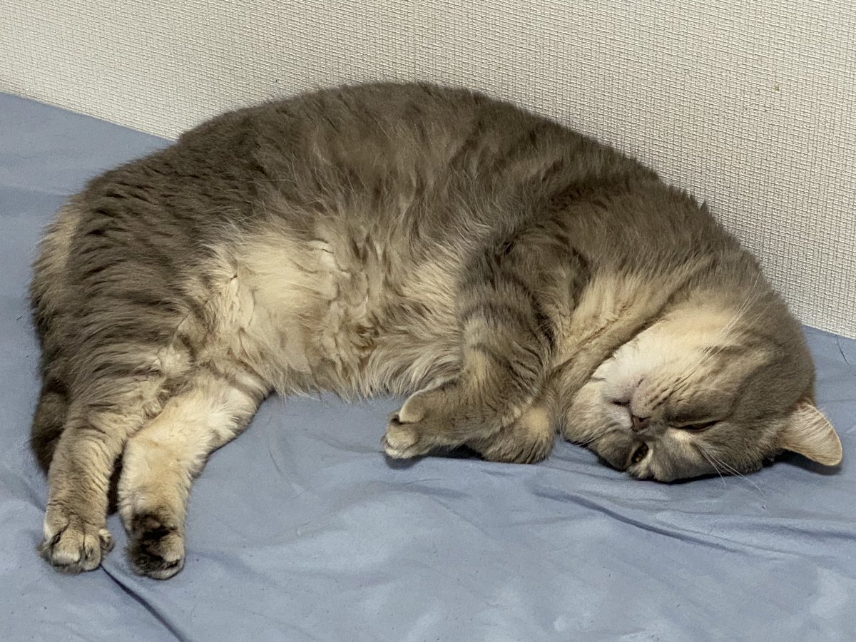 おやすみなさーい😽💤

#猫好きさんと繋がりたい