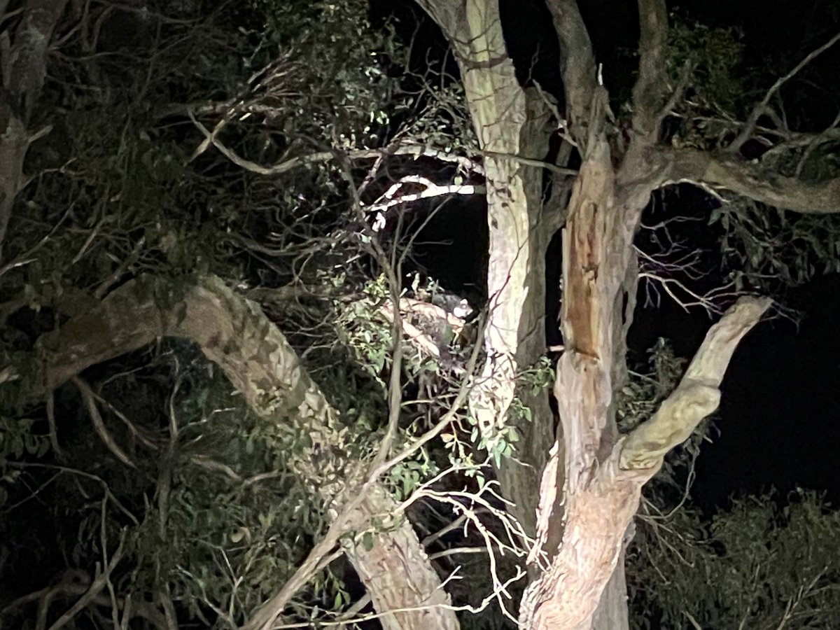 sueroberts7's tweet image. Wow what an amazing night greater glider spotting in Wombat Forest. Here is one perched high up in the tree, gazing down at us. A furry dark grey &amp;amp; white coat &amp;amp; shiny eyes. What a treat! Thank you ⁦@savewombat⁩ for the tour! #savethetrees #stopnativelogging ⁦🌿💚