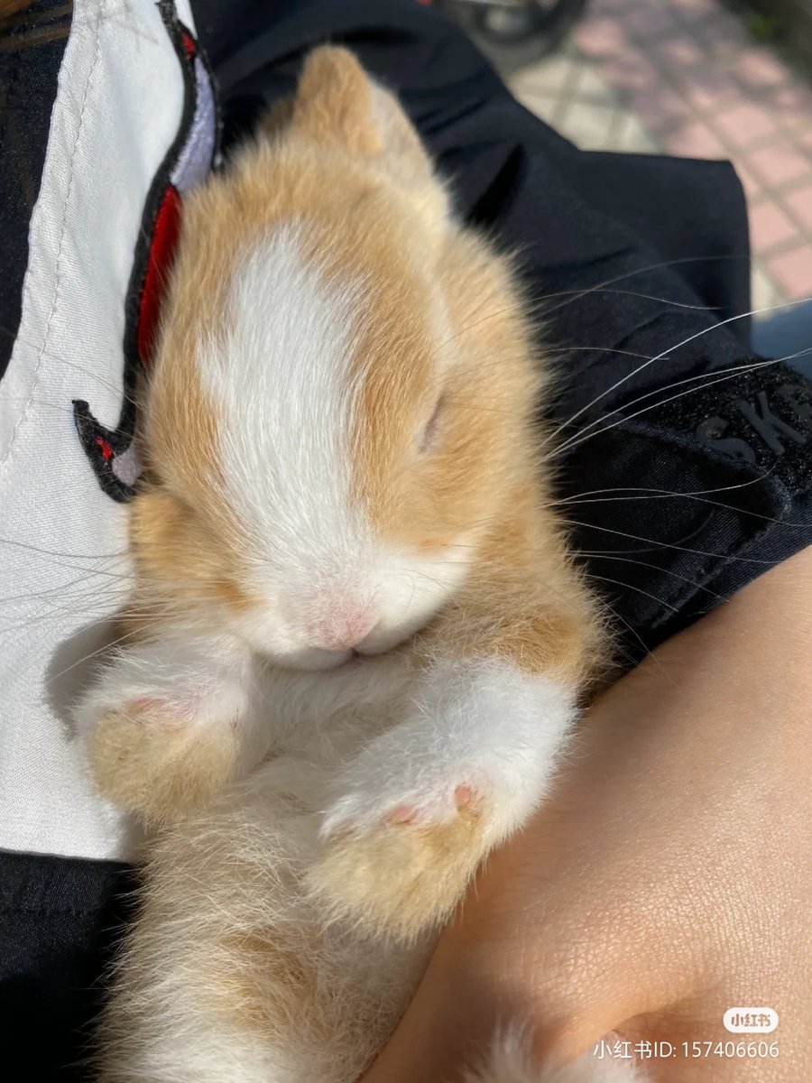 lovesickdoe's tweet photo. bunny https://t.co/MJFKjSikIS