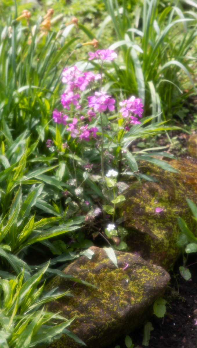 Spring is here at the Walks of Life, come and see our lambs and wild flower garden