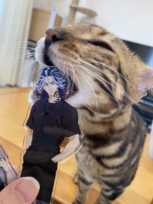 友達の猫