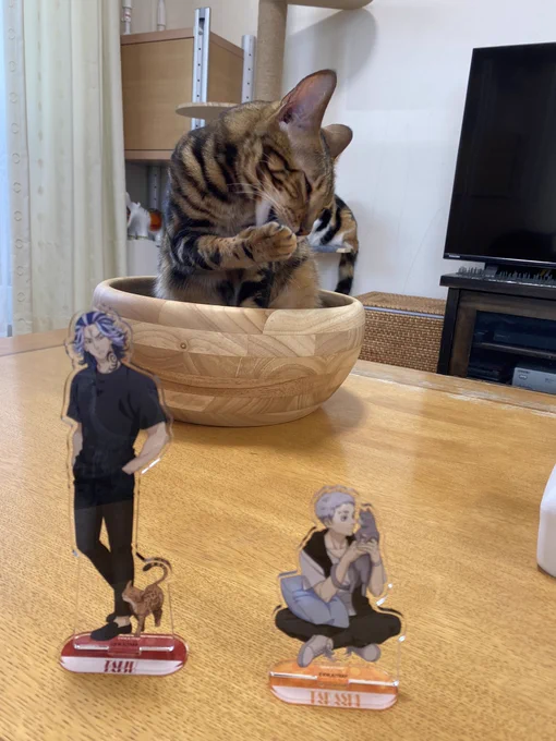 友達の猫