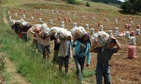 mdoscampesinos's tweet photo. Hoy en FONTIBON apoyamos los cultivadores de papa de #BOYACA Gran #PAPATON
Los esperamos !!! https://t.co/xK3XodyIkq