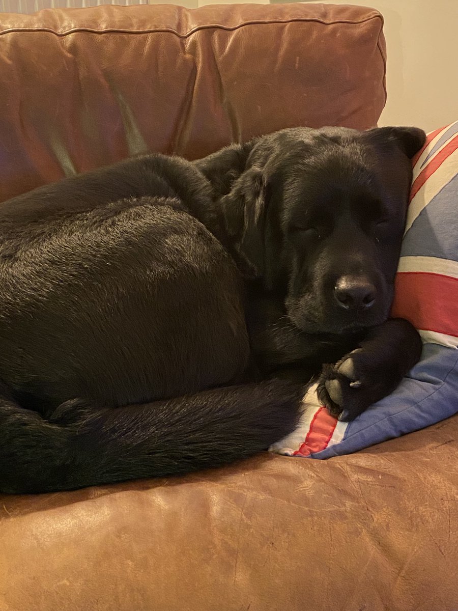 JohnDonoghue64's tweet photo. We were once wolves, wild &amp; wary
Then we noticed you had sofas… https://t.co/OcDpkSaxUi