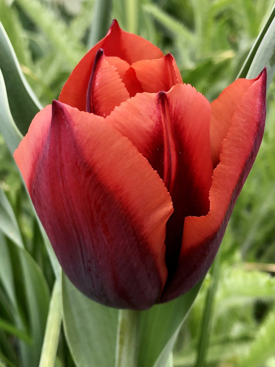 CityMouseGarden's tweet photo. Well the cold might be slowing down certain growing and planting out efforts, but the tulip show has never been as drawn out and gorgeous as this year. Here are two new friends, ‘Slawa’ on the left and one I don’t remember ordering on the right. #EndlessSpring https://t.co/6FFSGwo2nu