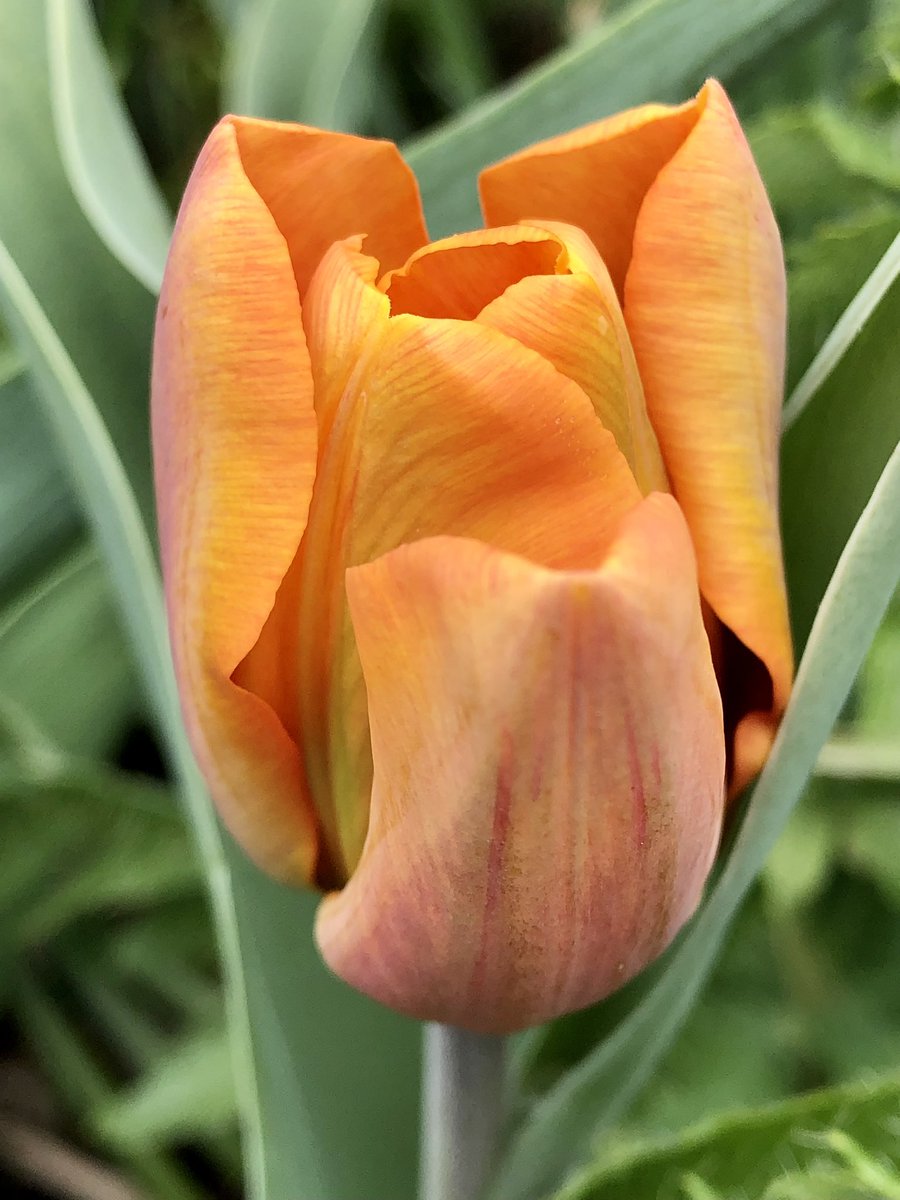 CityMouseGarden's tweet photo. Well the cold might be slowing down certain growing and planting out efforts, but the tulip show has never been as drawn out and gorgeous as this year. Here are two new friends, ‘Slawa’ on the left and one I don’t remember ordering on the right. #EndlessSpring https://t.co/6FFSGwo2nu