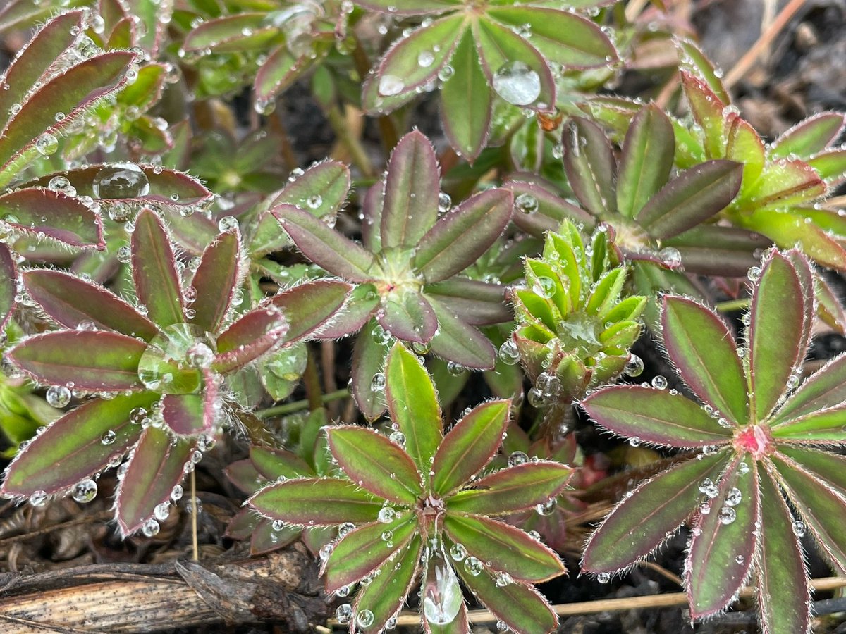 The lupins are waking up! In June these will have stunning purple, pink, or white flowers! #lupin #flowers #wildflowers
