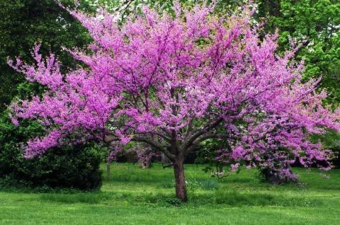rtbarnett's tweet photo. The VoDG Native Tree &amp; Shrub Sale is coming soon and online orders start May 9.

This is a partnership with The Conservation Foundation allowing DG residents discounted access to hard-to-find native trees &amp; shrubs.

Click here (https://t.co/JwETHkAFNx) for more details.

#lovedg https://t.co/1myGtLiX55