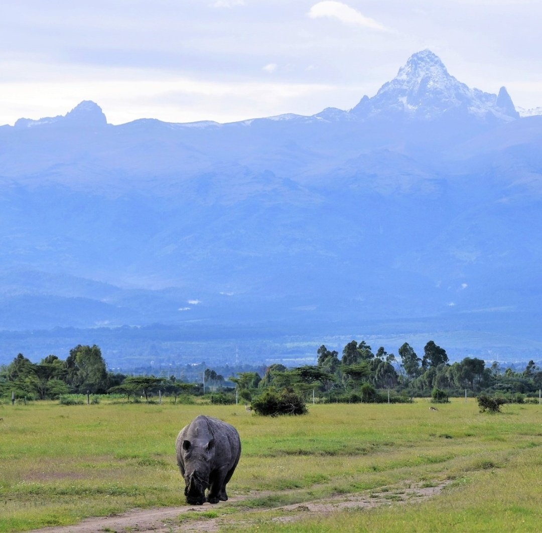 Two icons of Africa in one photo!!!

Photo Credit: @KiboSlopes 

#MtKenya #MountKenya #mountainphotography #rhino #mountainscape #beautifullandscapes #mountains #kenyanviews