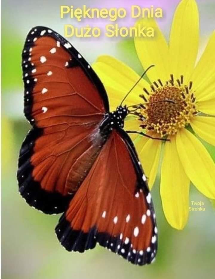 WMonika1965's tweet photo. @Hania1007 Witam Hania..pozdrawiam serdecznie ❤️🌹🌞😘 https://t.co/PPUQ25FTjg