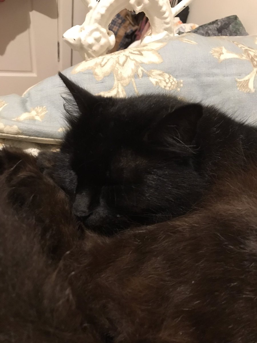 leafy_wild's tweet photo. She sleepy.
#Caturday #cutecats #CatsOfTwitter #Cat #blackcats https://t.co/VhYSnDLLIz
