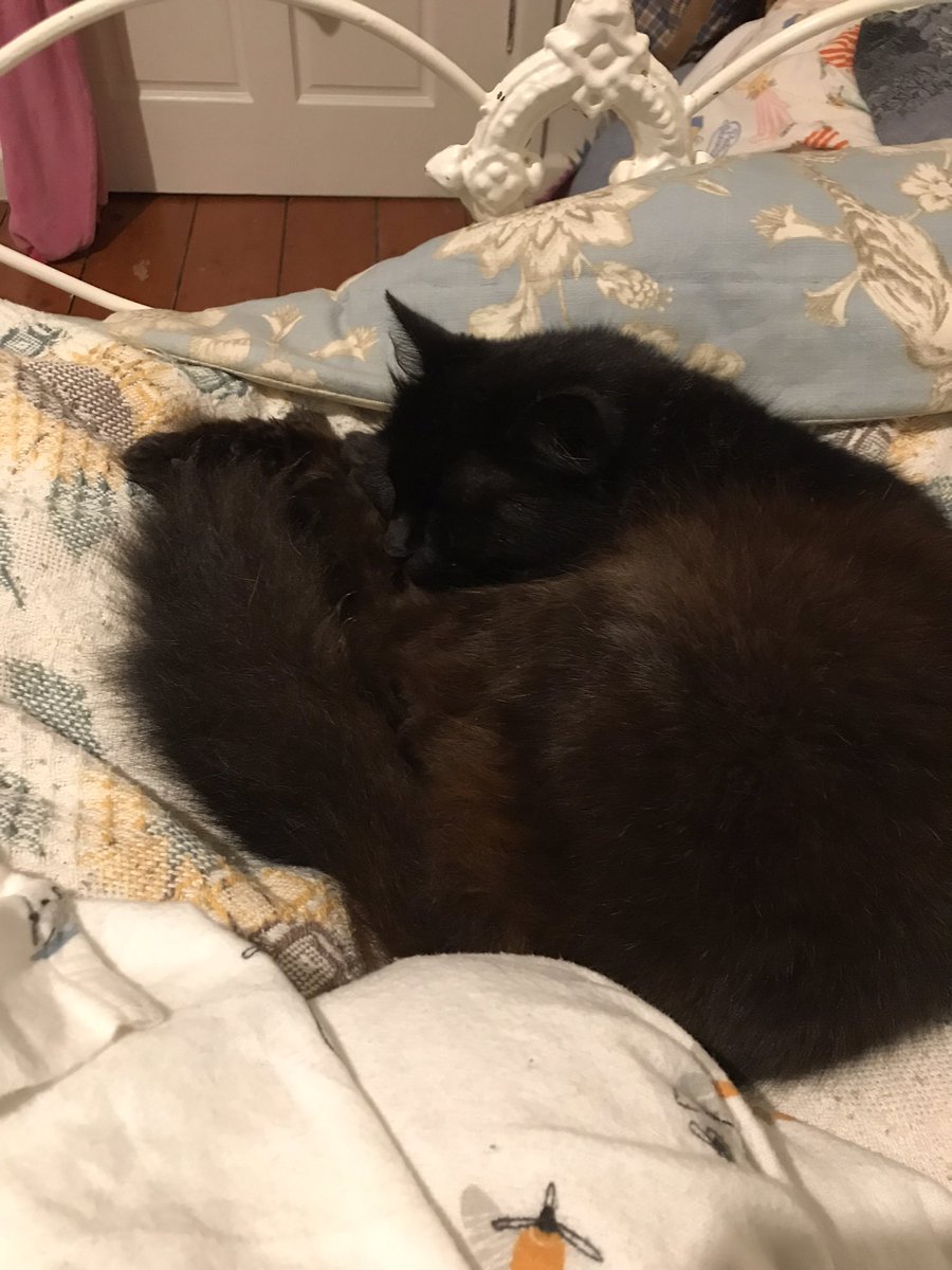 leafy_wild's tweet photo. She sleepy.
#Caturday #cutecats #CatsOfTwitter #Cat #blackcats https://t.co/VhYSnDLLIz