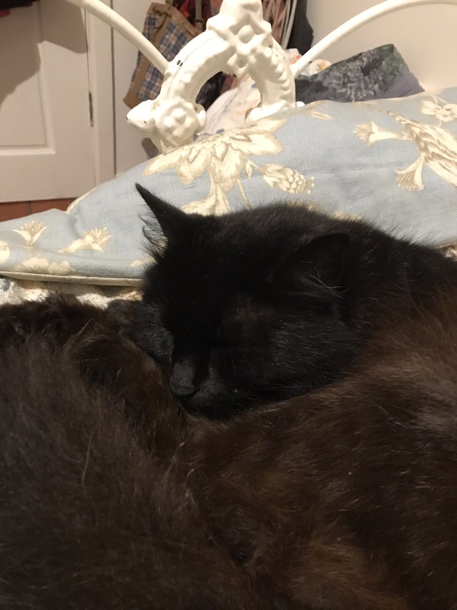 leafy_wild's tweet photo. She sleepy.
#Caturday #cutecats #CatsOfTwitter #Cat #blackcats https://t.co/VhYSnDLLIz