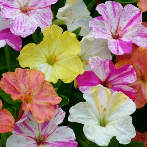 FeastsFromSeeds's tweet photo. Four O'Clocks are one of those old-fashioned plants that we tend to forget about until we see them in person, and realize how absolutely charming they are. The more you see them the more you want to grow them! Learn more... https://t.co/CAN5swiPGa #flowers #annuals #fouroclocks https://t.co/VPNRourFxC