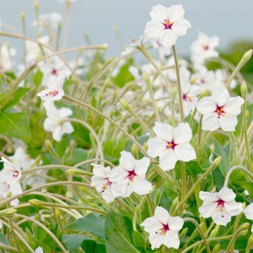 FeastsFromSeeds's tweet photo. Four O'Clocks are one of those old-fashioned plants that we tend to forget about until we see them in person, and realize how absolutely charming they are. The more you see them the more you want to grow them! Learn more... https://t.co/CAN5swiPGa #flowers #annuals #fouroclocks https://t.co/VPNRourFxC