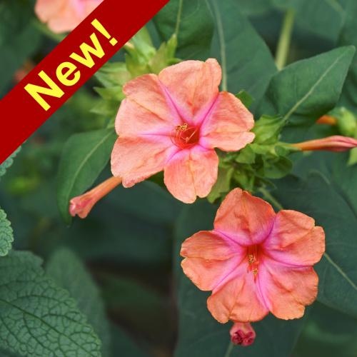 FeastsFromSeeds's tweet photo. Four O'Clocks are one of those old-fashioned plants that we tend to forget about until we see them in person, and realize how absolutely charming they are. The more you see them the more you want to grow them! Learn more... https://t.co/CAN5swiPGa #flowers #annuals #fouroclocks https://t.co/VPNRourFxC