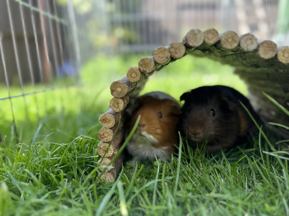 sometimeredhead's tweet photo. Robyn and Ginny enjoyed some garden playtime today. They’re still a little nervous of outside so mostly they sat under their log bridge and ate grass for lunch. #Porkettes #GuineaPigs #Cavies #Sows #CavyLove #PorketteLove #GuineaLove #LogClub #LogClubBridge #LogClub2023 https://t.co/DVK9DIFNU8