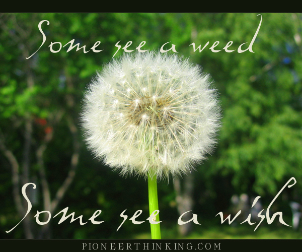 Some see a weed, some see a wish. #NatureQuotes

pioneerthinking.com/some-see-a-wee…