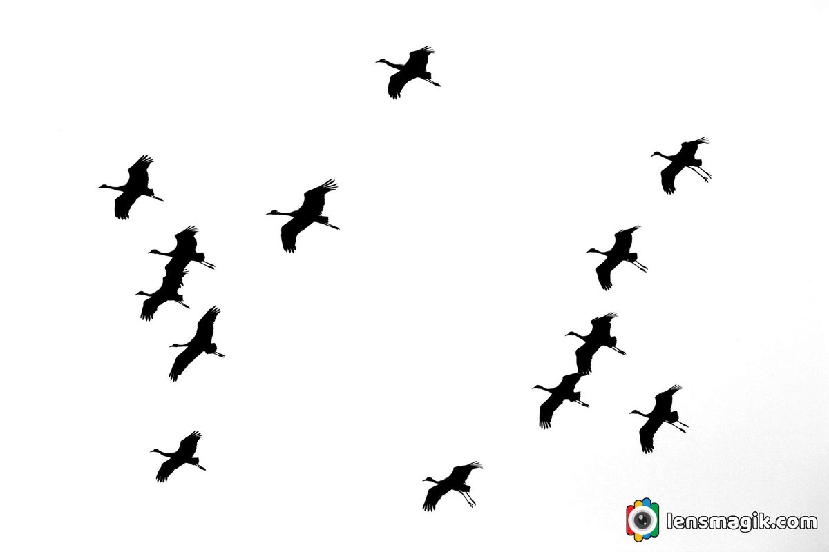 Demoiselle Crane bit.ly/demoisellecrane Birds of Gujarat #demoisellecrane #migratorybirdsGujarat #koonjbird #smallestcranebird #birdsofGujarat #birdsanctuarygujarat #birdwatching #Indiaves #birdphotography #wildlifebirdphotography #nalsarovar #thollake