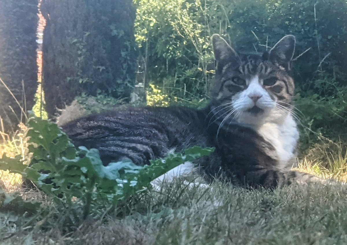 Dave_Mabley's tweet photo. @Lozicle @WeHaveWaysPod This is Ossie, Ossie wishes you a speedy recovery. https://t.co/U0dSJQZO64