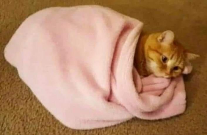 introvertsmemes's tweet photo. Everyday I wake up and plan on doing things, but then I just: https://t.co/oh0b2yrIQJ