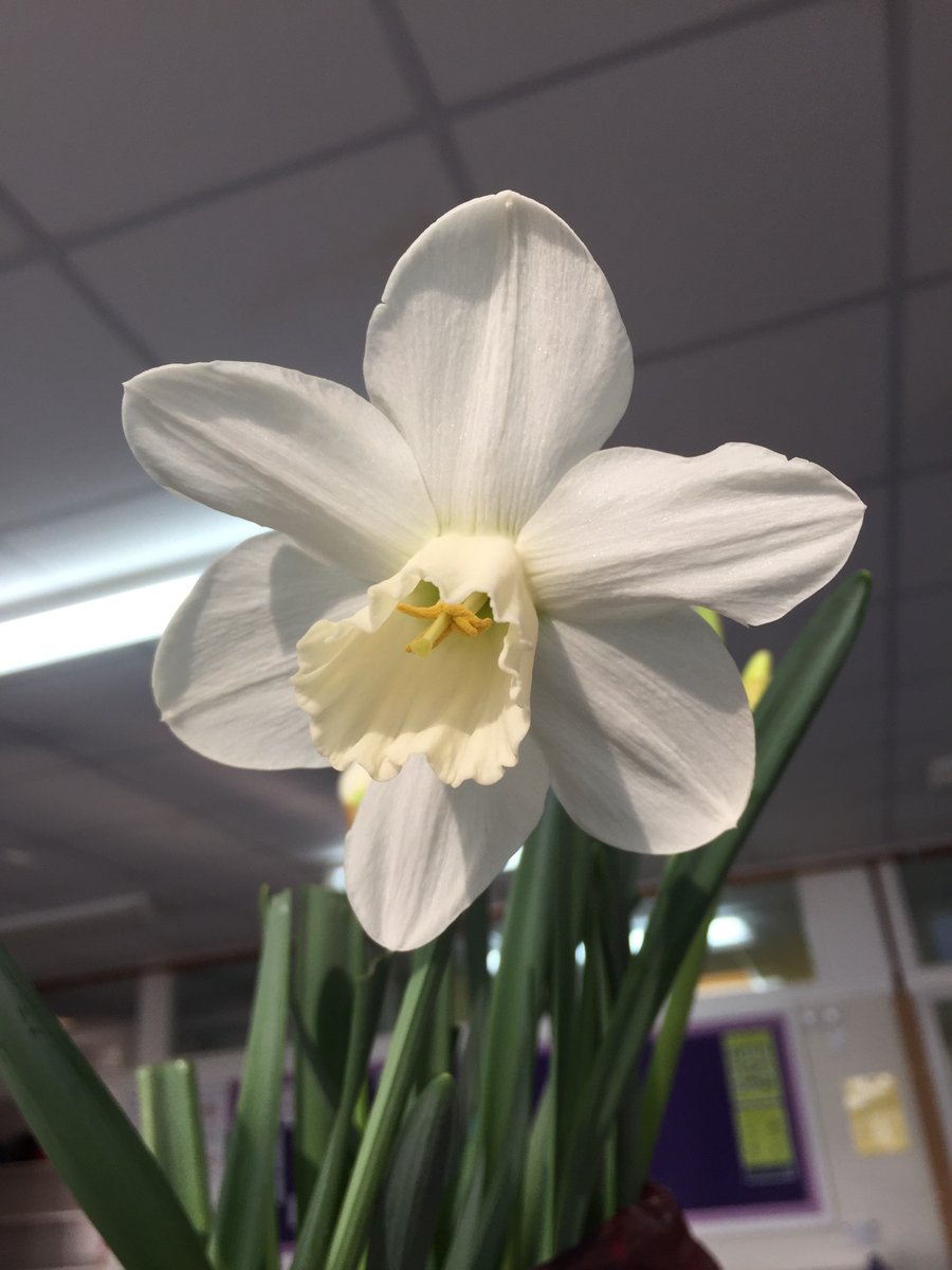 OCR_Science's tweet photo. Have you heard of the #DaffodilDNAproject? Jon from @BeaulieuBio shares his success story of teaching #AlevelBiology synopticity using  @DaffDNA. Don't miss out on this inspiring read! #Biology #ScienceTeacher #edutwitter #OCR #OCRExams  #OCR_Biology 

https://t.co/hywJcUcc6n https://t.co/YsQDYsBlrN