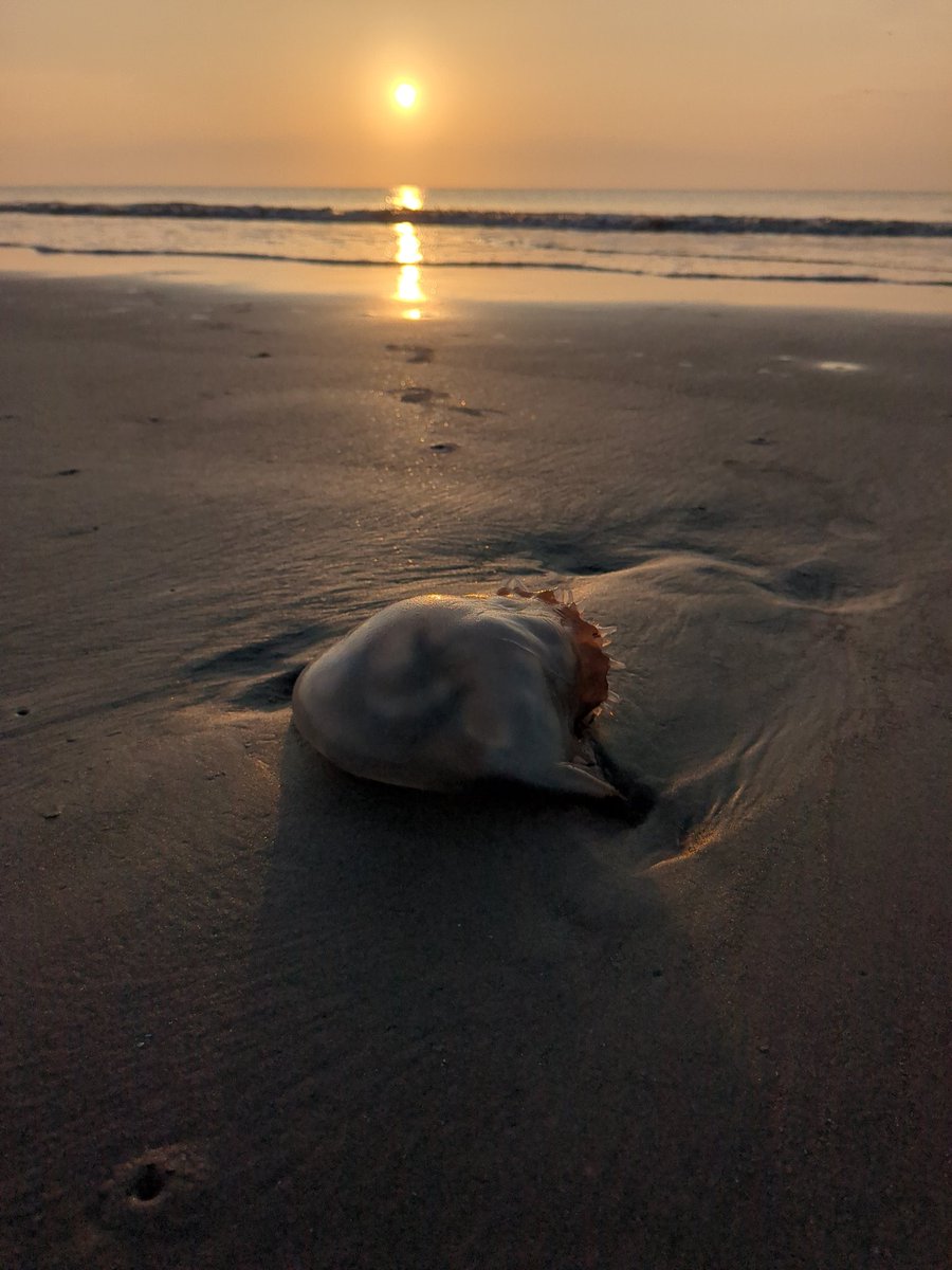 Great weekend vacay <a href="/jekyllisland/">IPJI</a>   #saturdayCartoons <a href="/SpongeBob/">SpongeBob</a> <a href="/MarriottBonvoy/">Marriott Bonvoy</a>  beautiful Courtyard on #beach!  <a href="/LGElectronics/">LG전자</a>  #nanocell TV -- makes even better 🤣