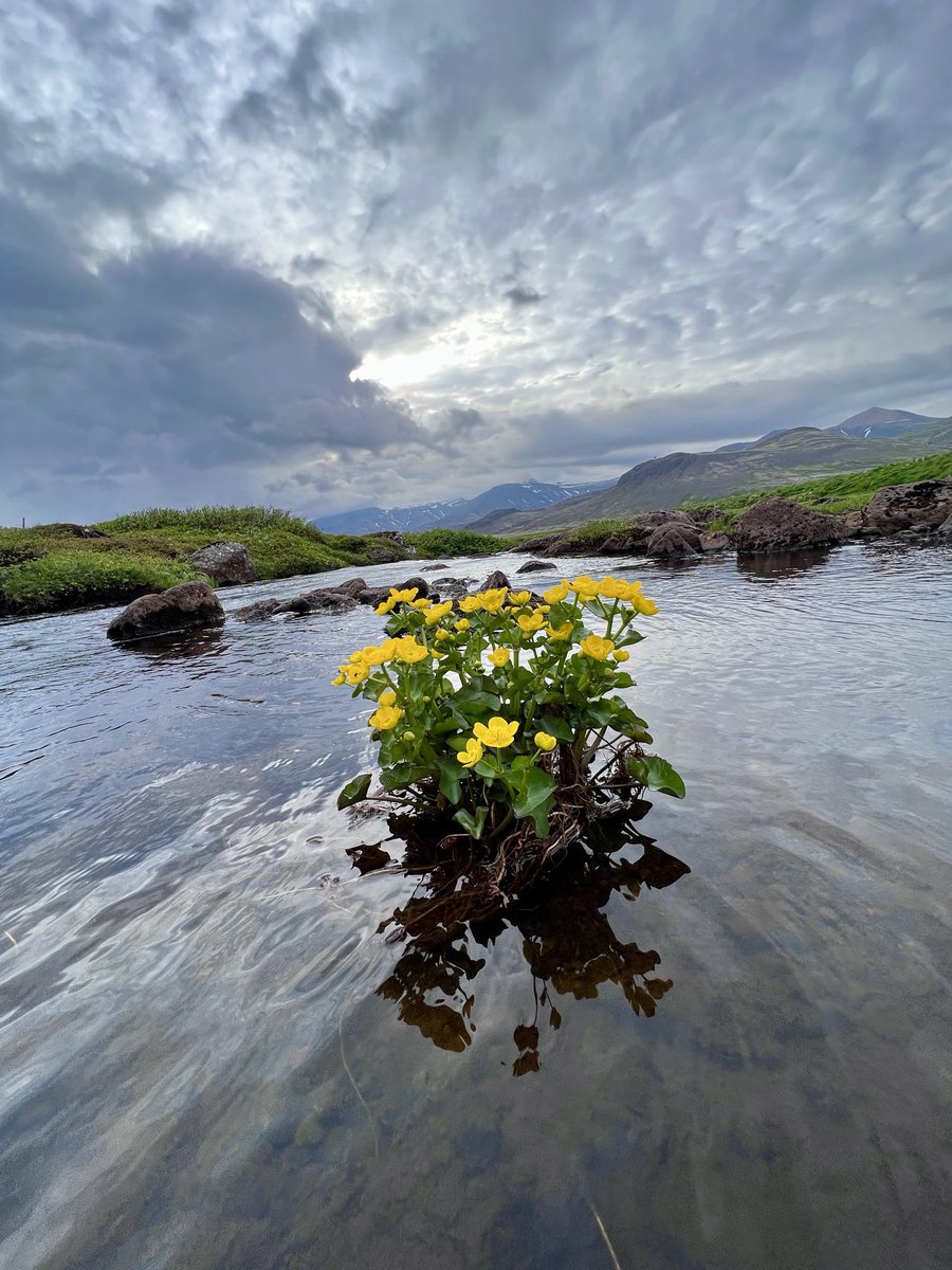 trawire's tweet photo. Calling all deligates! Leading upt to @coe #RoadToReykjavik meeting  16-17 May, check your #Iceland connections now! Unlimited 5G in your pocket is far the best. Visit https://t.co/YVEbHl9ym5. It’s time for some flowers &amp; peace! @IcelandCoE #wifi #unlimited @PACE_Social @RUVohf https://t.co/BZt0R6Yi7s
