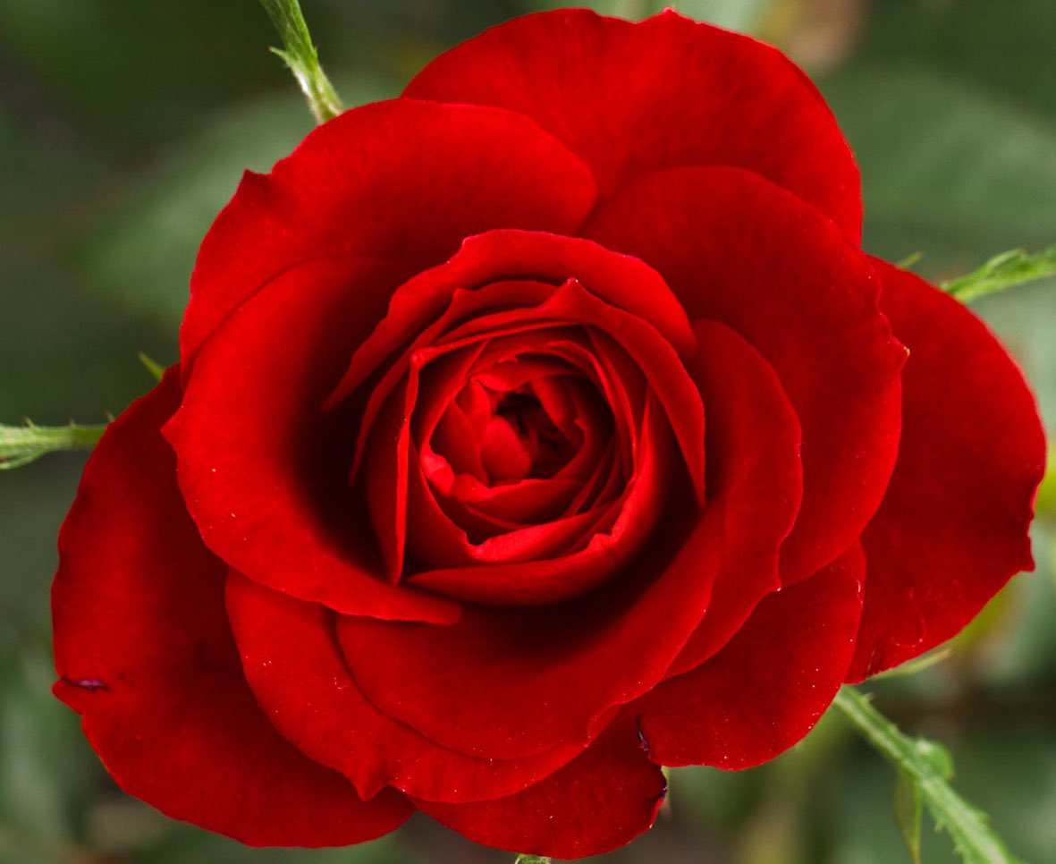 RidyardMike's tweet image. Remember the red rose is symbolic of the House of Lancaster.
I’m from Lancashire.😊👍#England #Rugby