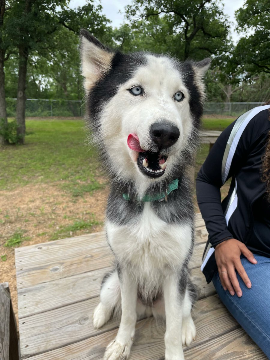 AggielandHumane's tweet photo. HEY. 

Don't forget that Demi's adoption fee is SPONSORED and today is the LAST day! 

Come get your girl: https://t.co/dPDF92F2fM https://t.co/qbYI3wwJCc