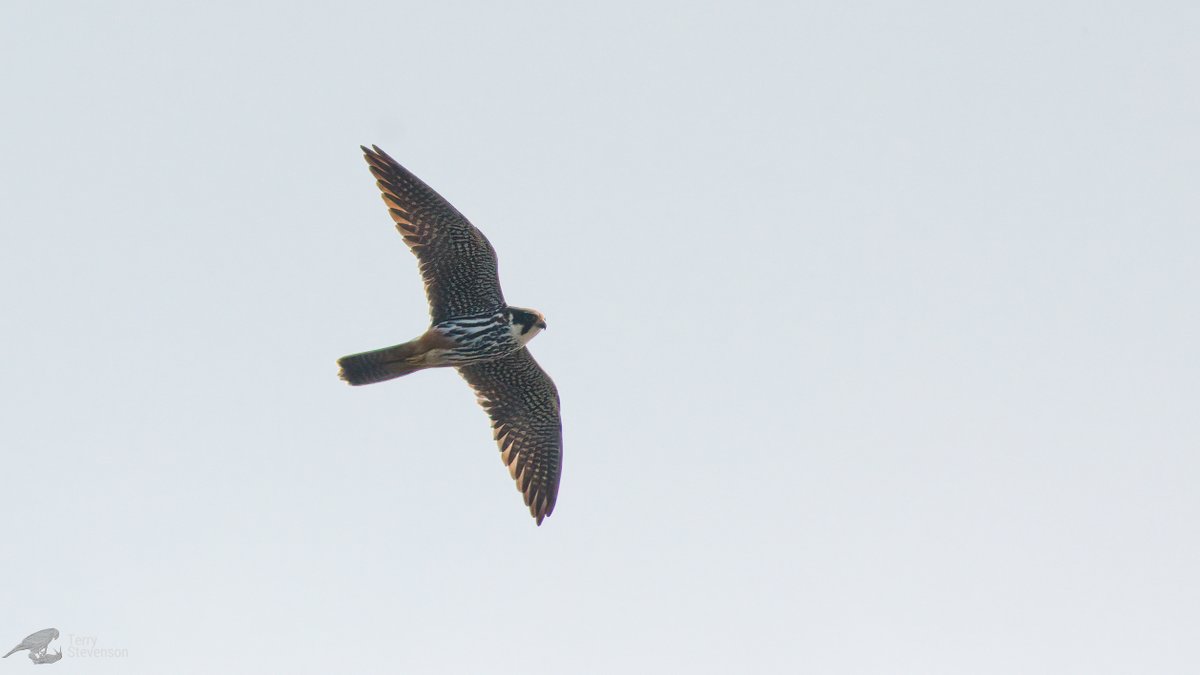 Chulavista21's tweet photo. At least 3 #Hobby and 3 #Common_Tern on Court Lake this morning #GlosBirds https://t.co/euRuf8PCgM