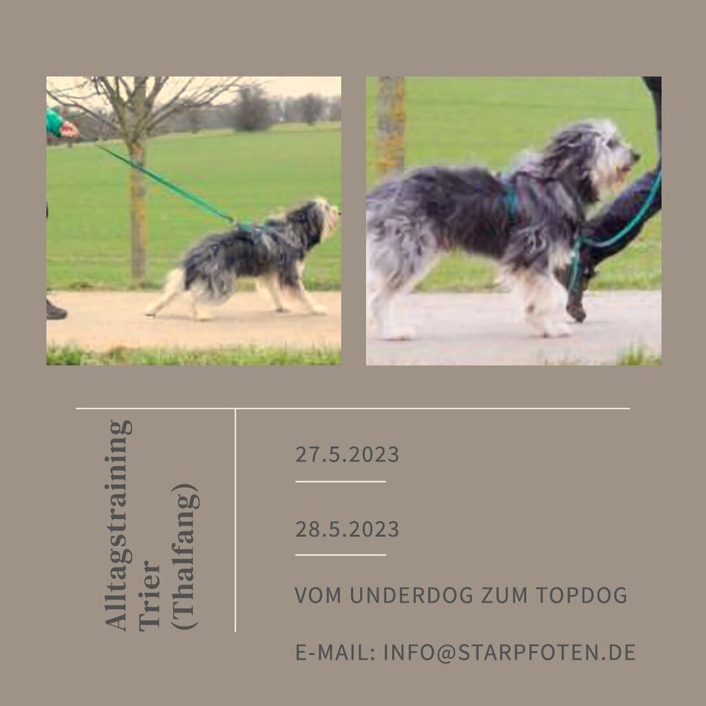 AmBerghof's tweet photo. 🐾 Alltagstraining Trier (Thalfang) 🐾

📅 27.05.2023 - 28.05.2023 📅

🌟 Vom Underdog zum Topdog 🌟

Möchten Sie die Beziehung zu Ihrem Hund verbessern und gemeinsam neue Herausforderungen meistern? Dann ist unser 2 Tage Intensiv Seminar genau das Richtige für Sie!

🔹 Leinenf… https://t.co/LIv184yKvz
