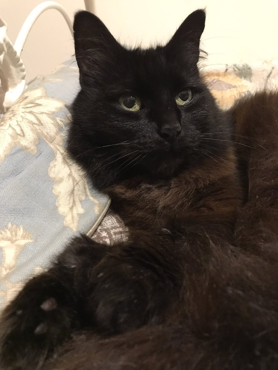 leafy_wild's tweet photo. She woke. And ready to make it my problem.
#cutecats #Caturday #CatsOfTwitter #blackcats #Cat https://t.co/9ySx29oj5U