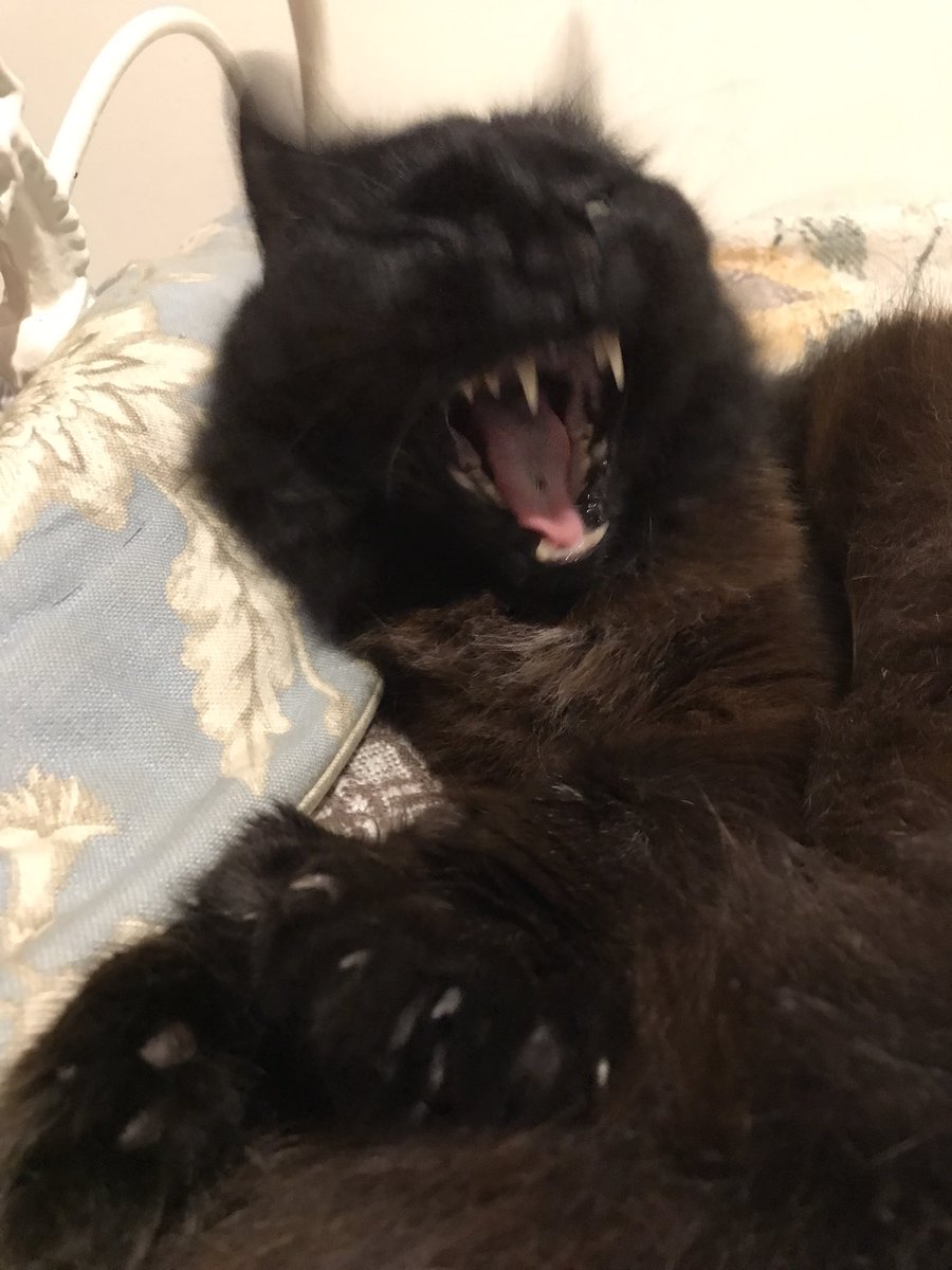 leafy_wild's tweet photo. She woke. And ready to make it my problem.
#cutecats #Caturday #CatsOfTwitter #blackcats #Cat https://t.co/9ySx29oj5U