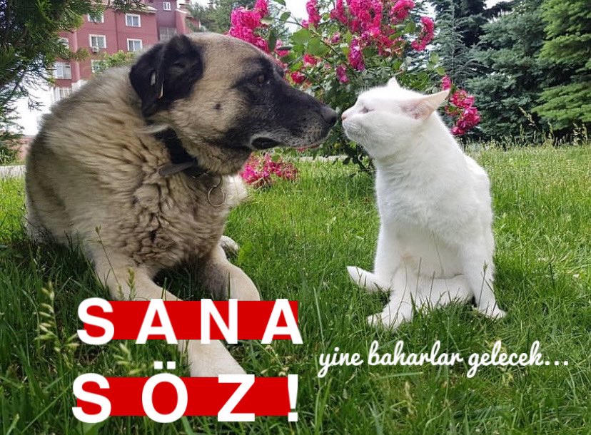 Kooocakafa's tweet photo. Sana Söz! 
Yine Baharlar Gelecek…
İlk turda bitirelim https://t.co/aV7PCDAcGz